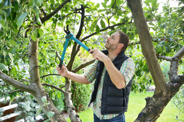 Best Tree Trimming Near Me  in Benld, IL